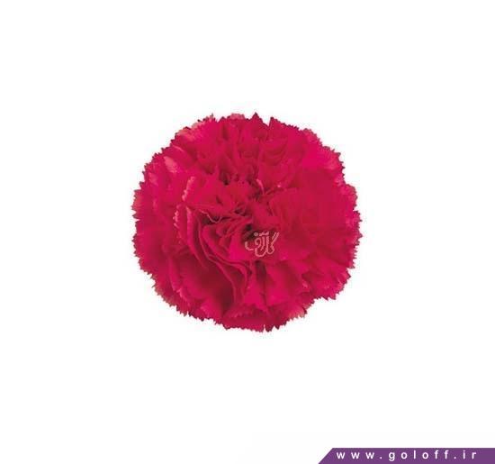 خرید اینترنتی دسته گل - گل میخک مرلا - Carnation | گل آف